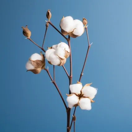 Cotton Branch